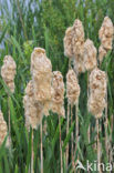 Grote lisdodde (Typha latifolia)