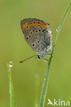 Grote Vuurvlinder (Lycaena dispar rutila) 