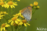 Grote Vuurvlinder (Lycaena dispar rutila) 