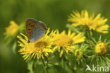 Grote Vuurvlinder (Lycaena dispar rutila) 