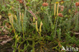 Grote wolfsklauw (Lycopodium clavatum) 