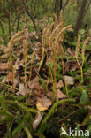 Grote wolfsklauw (Lycopodium clavatum) 