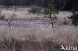 Grote Zilverreiger (Ardea alba)