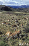 Guanaco (Lama guanicoe)