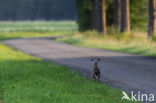 Brown Hare (Lepus europaeus)