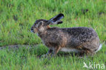 Brown Hare (Lepus europaeus)