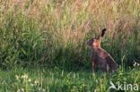 Brown Hare (Lepus europaeus)