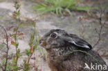 Brown Hare (Lepus europaeus)