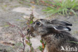 Brown Hare (Lepus europaeus)