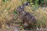 Brown Hare (Lepus europaeus)