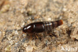 Habrocerus capillaricornis