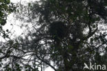Goshawk (Accipiter gentilis)