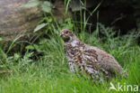 Hazel grouse (Tetrastes bonasia)