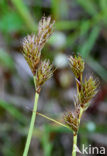 Hazenzegge (Carex ovalis)