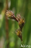 Hazenzegge (Carex ovalis)
