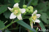 Heggerank (Bryonia dioica)