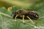 Heidebronsgroefbij (Halictus confusus)