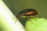 Helophorus granularis