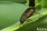 Helophorus obscurus