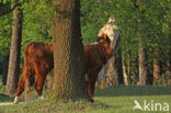 Hereford Koe (Bos domesticus)