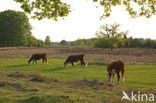 Hereford Koe (Bos domesticus)