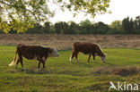 Hereford Koe (Bos domesticus)