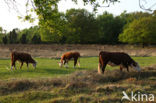 Hereford Koe (Bos domesticus)