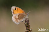 Hooibeestje (Coenonympha pamphilus)