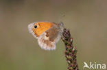 Hooibeestje (Coenonympha pamphilus)