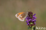 Hooibeestje (Coenonympha pamphilus)