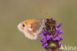 Hooibeestje (Coenonympha pamphilus)