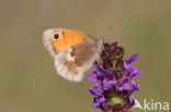 Hooibeestje (Coenonympha pamphilus)