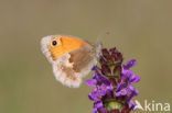 Hooibeestje (Coenonympha pamphilus)