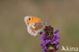 Hooibeestje (Coenonympha pamphilus)