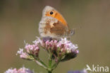 Hooibeestje (Coenonympha pamphilus)