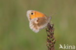 Hooibeestje (Coenonympha pamphilus)