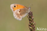 Hooibeestje (Coenonympha pamphilus)