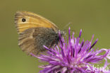 Hooibeestje (Coenonympha pamphilus)