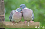 Houtduif (Columba palumbus)