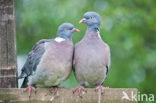 Houtduif (Columba palumbus)