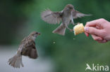 Huismus (Passer domesticus) 