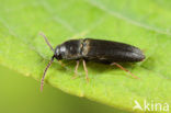 Hylis foveicollis