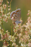 Icarusblauwtje (Polyommatus icarus)