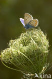 Common Blue (Polyommatus icarus)