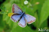 Common Blue (Polyommatus icarus)