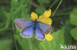 Common Blue (Polyommatus icarus)