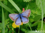 Common Blue (Polyommatus icarus)