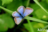 Common Blue (Polyommatus icarus)