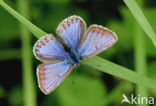 Common Blue (Polyommatus icarus)