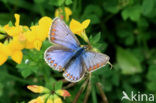 Common Blue (Polyommatus icarus)